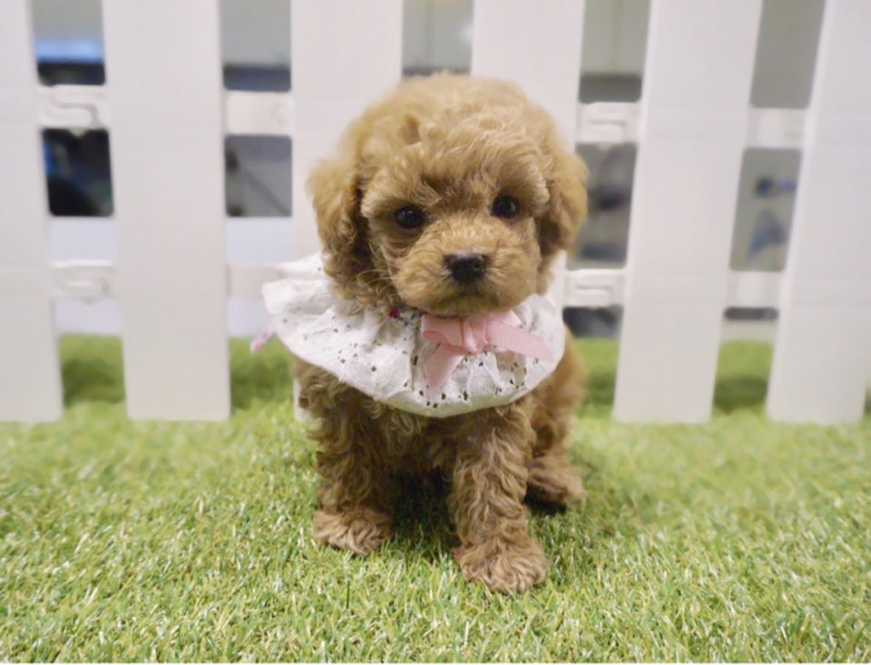 토이푸들