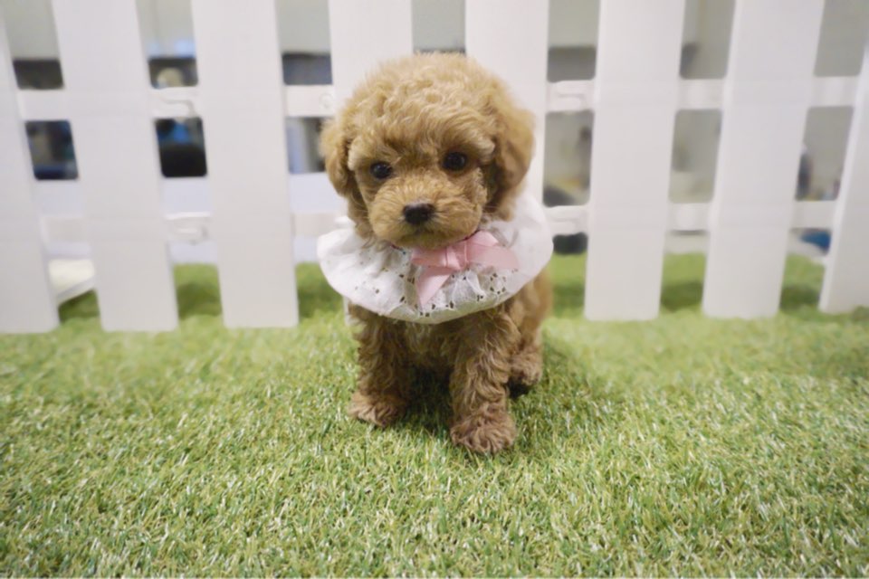 토이푸들