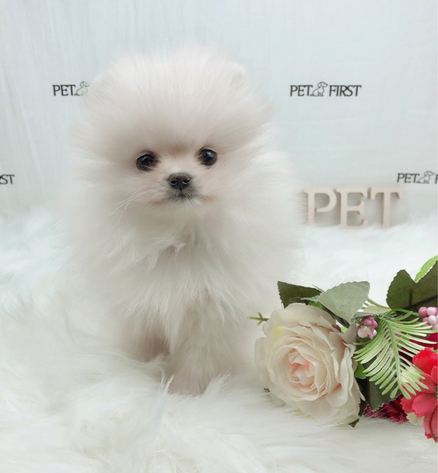 포메라니안