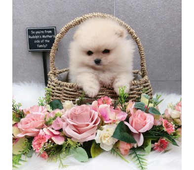 포메라니안