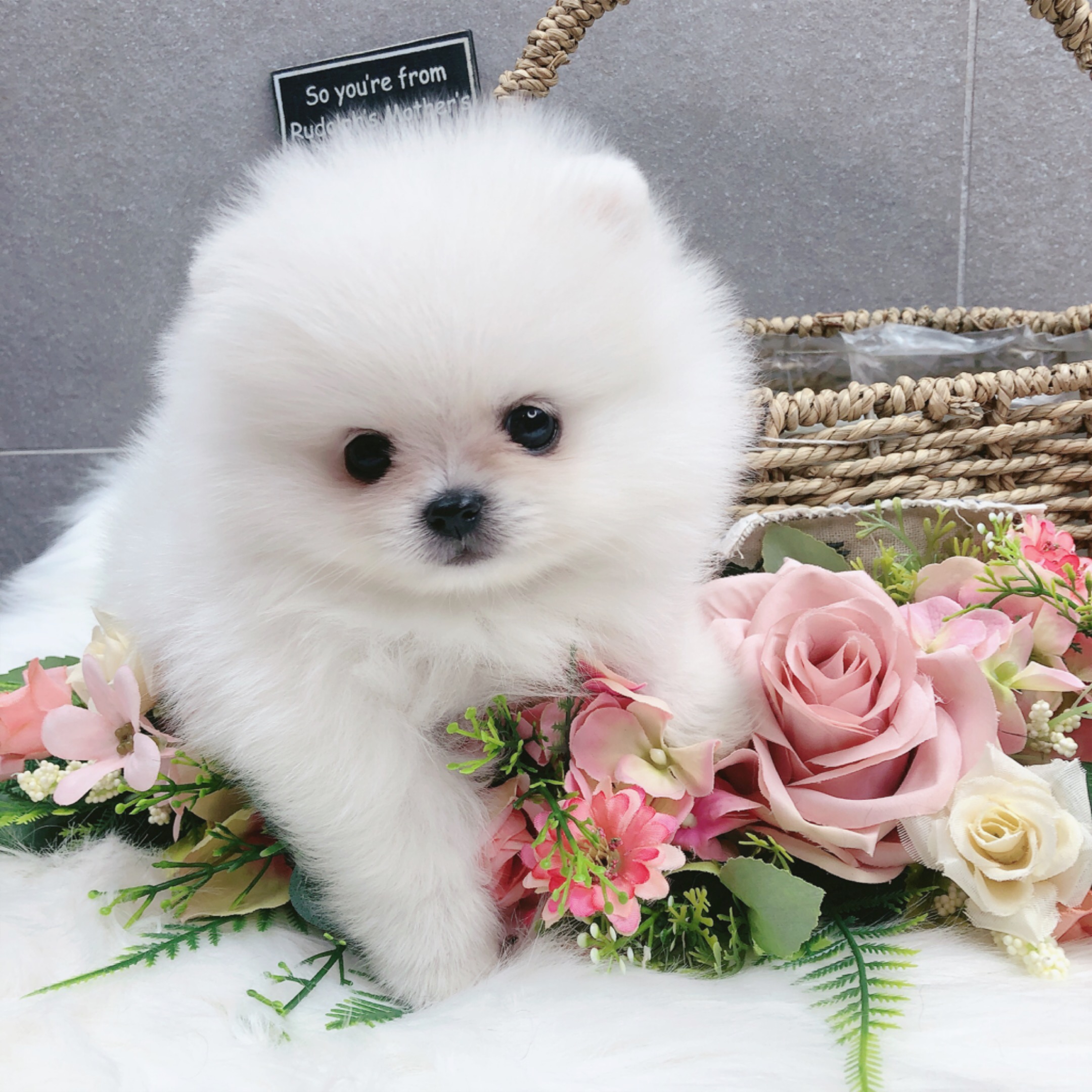 포메라니안