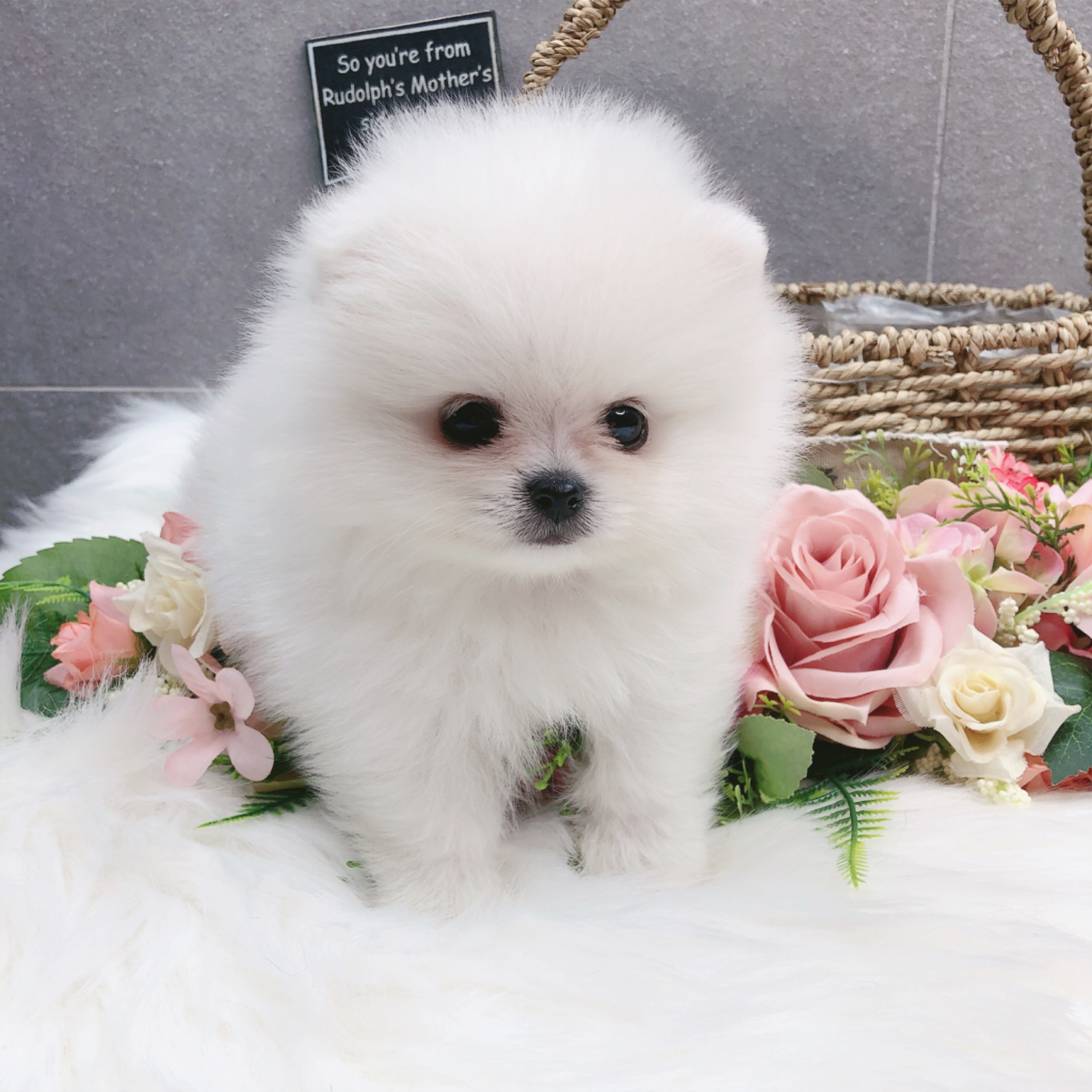 포메라니안