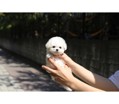 미니비숑프리제