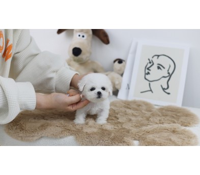 미니비숑프리제