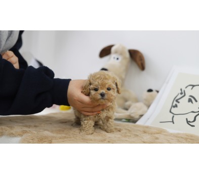 토이푸들