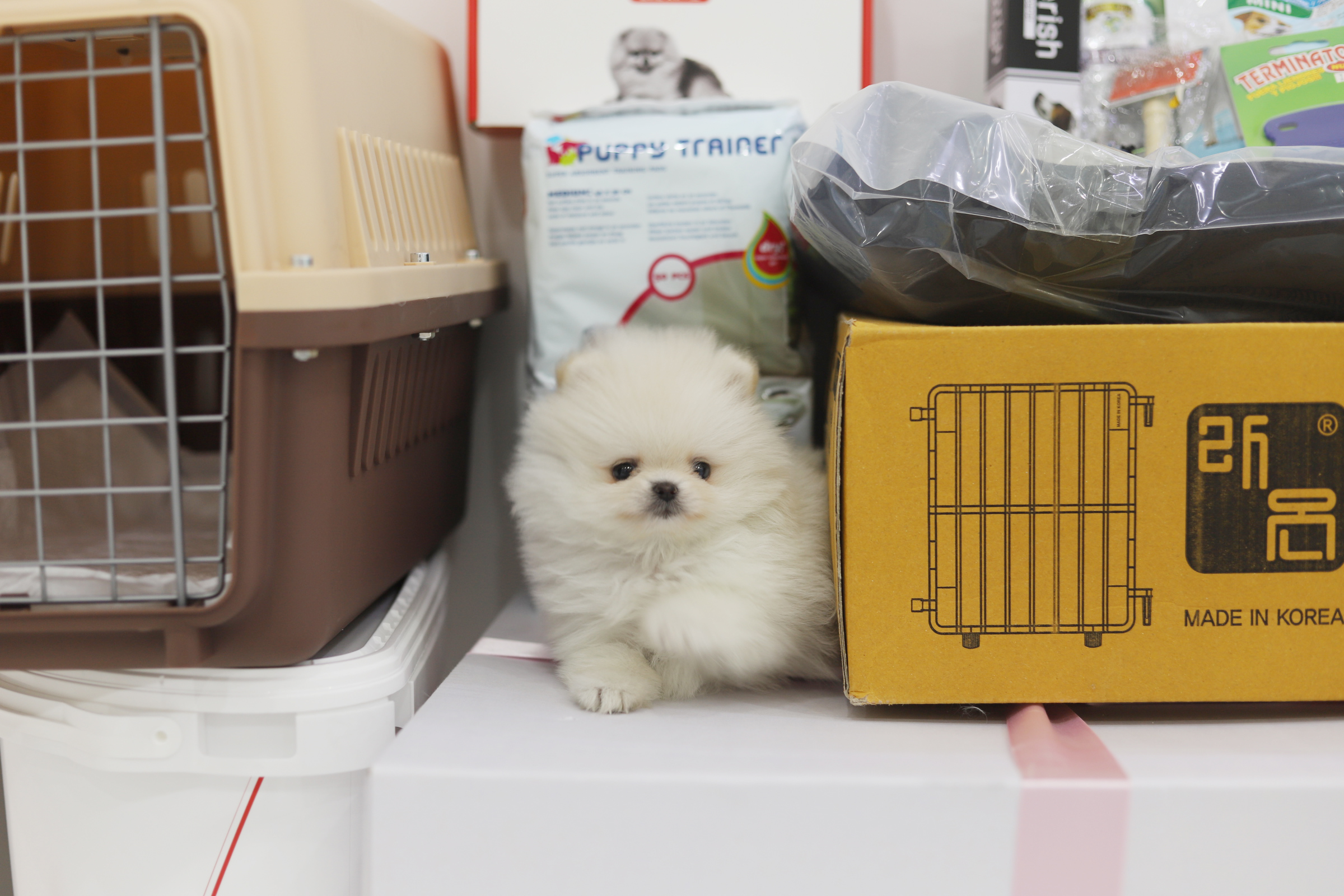 포메라니안