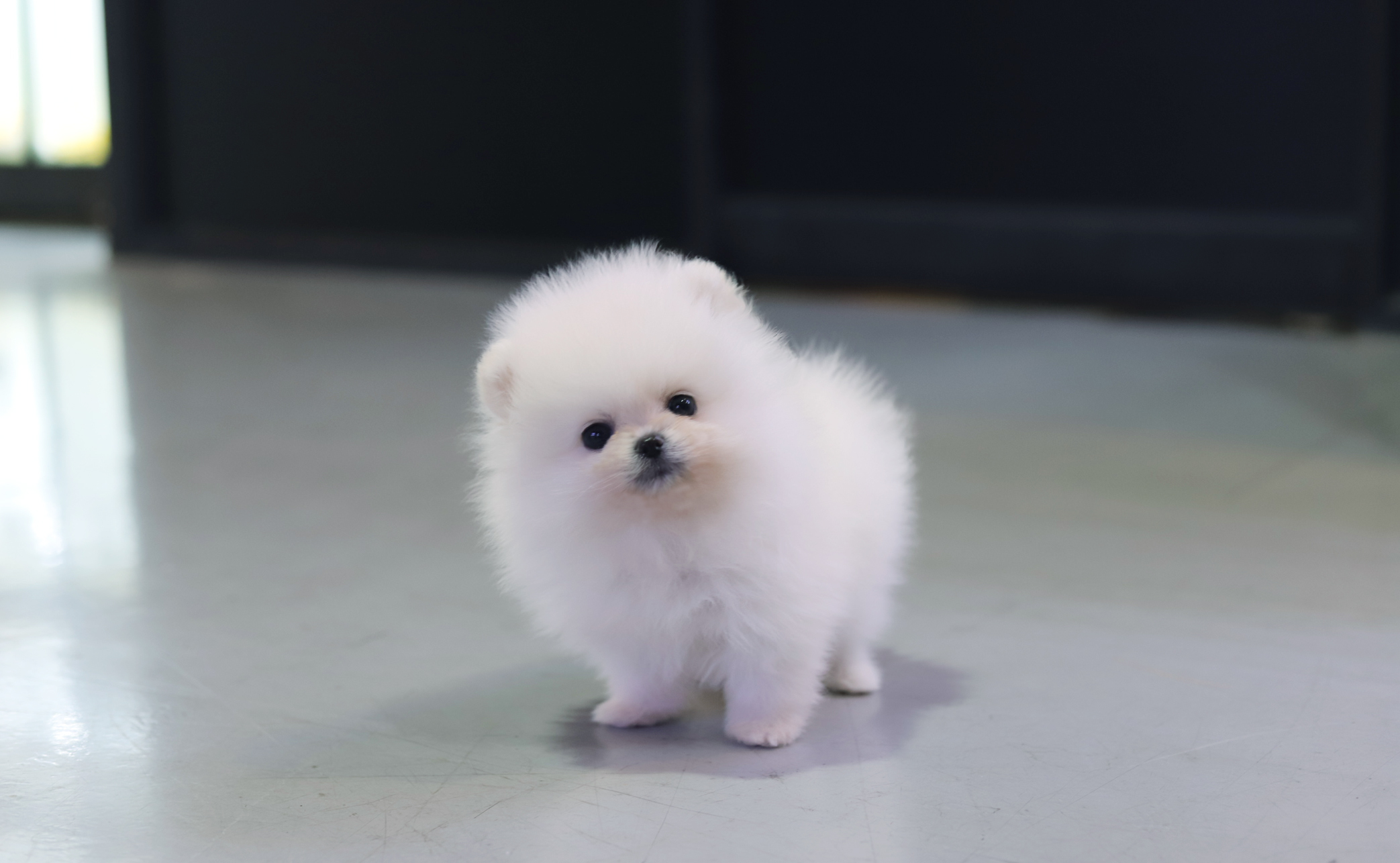 화이트포메라니안분양