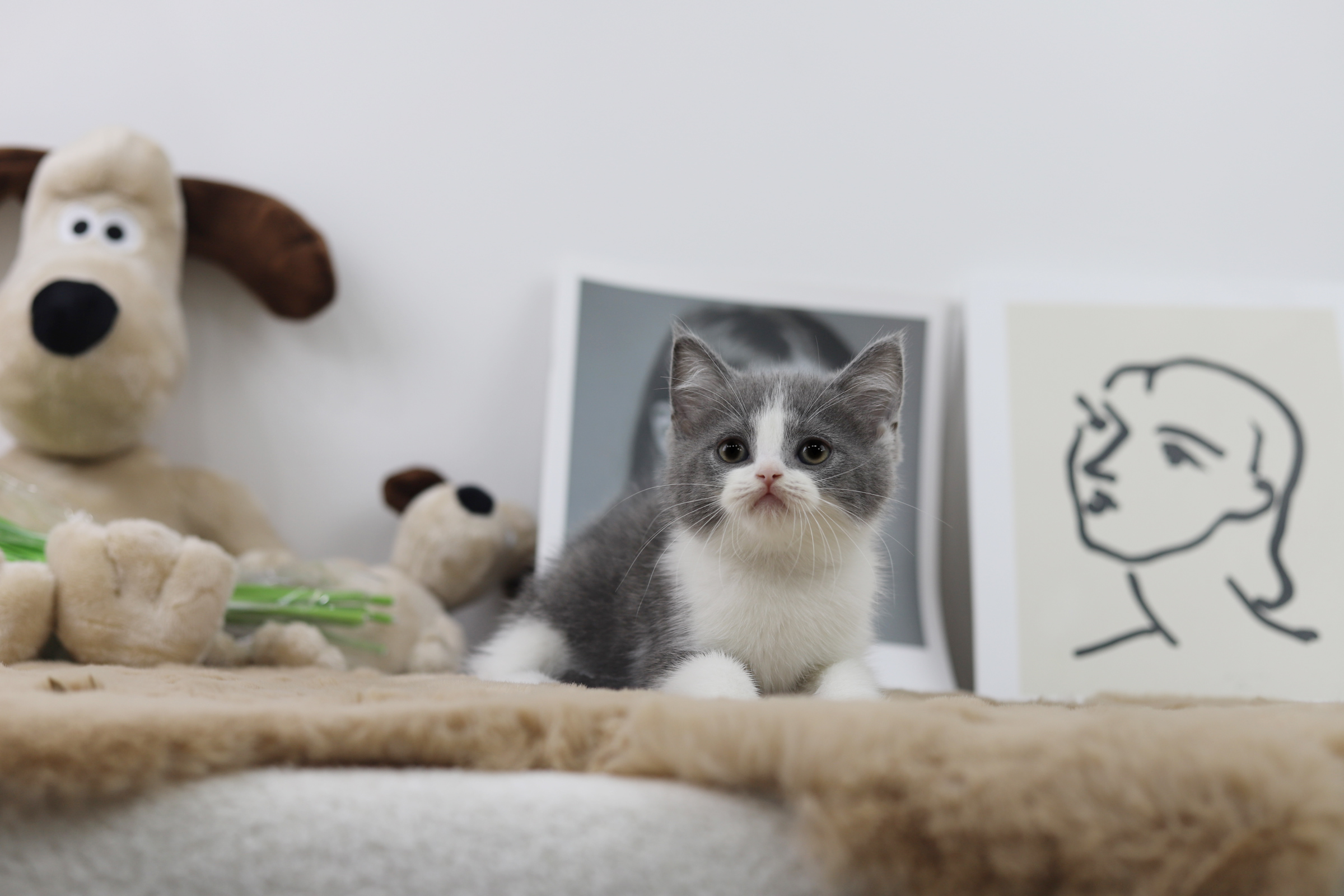 브리티쉬숏헤어