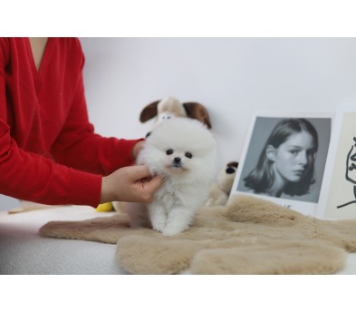포메라니안