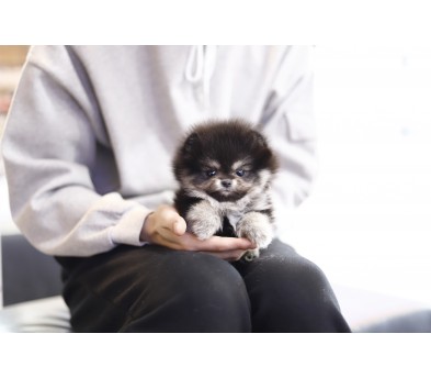 포메라니안