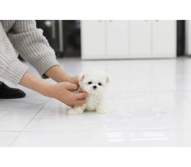 미니비숑프리제