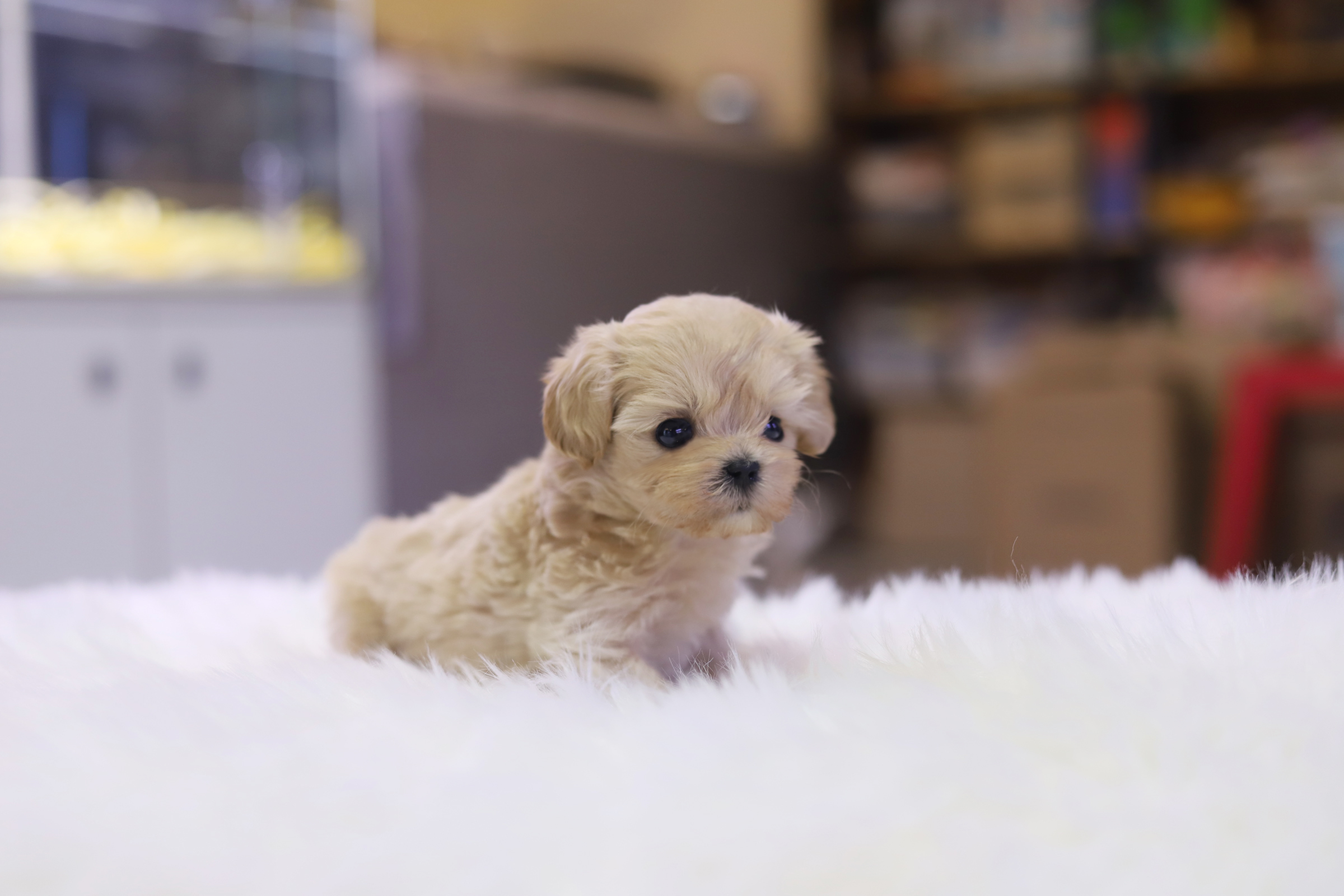 말티푸