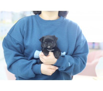 말티푸