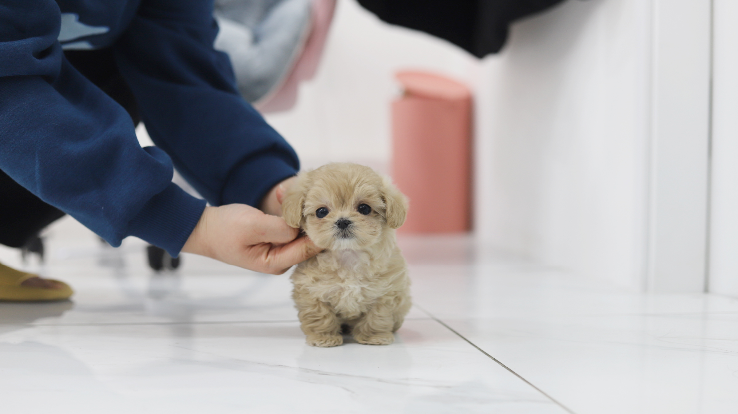 말티푸