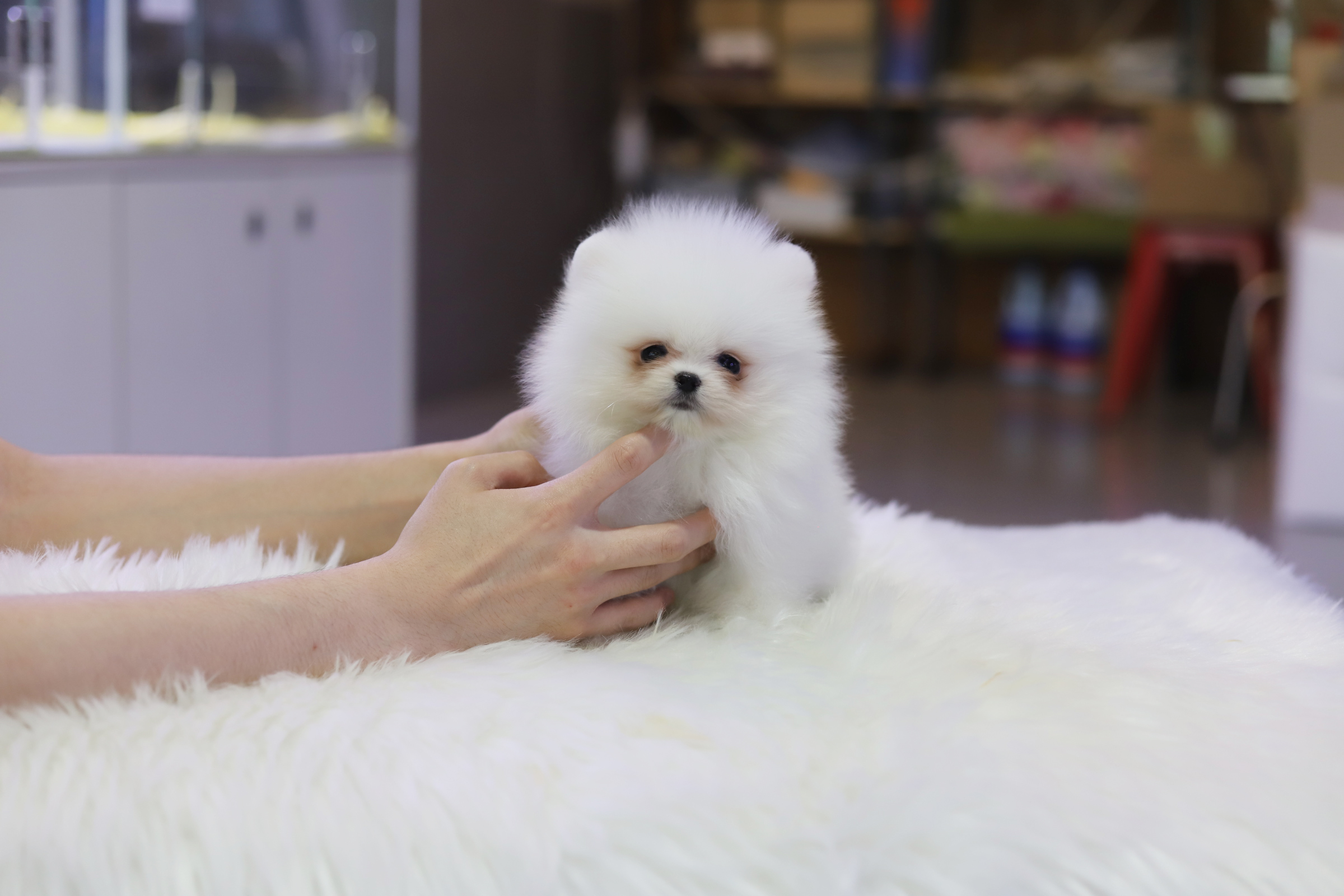 포메라니안