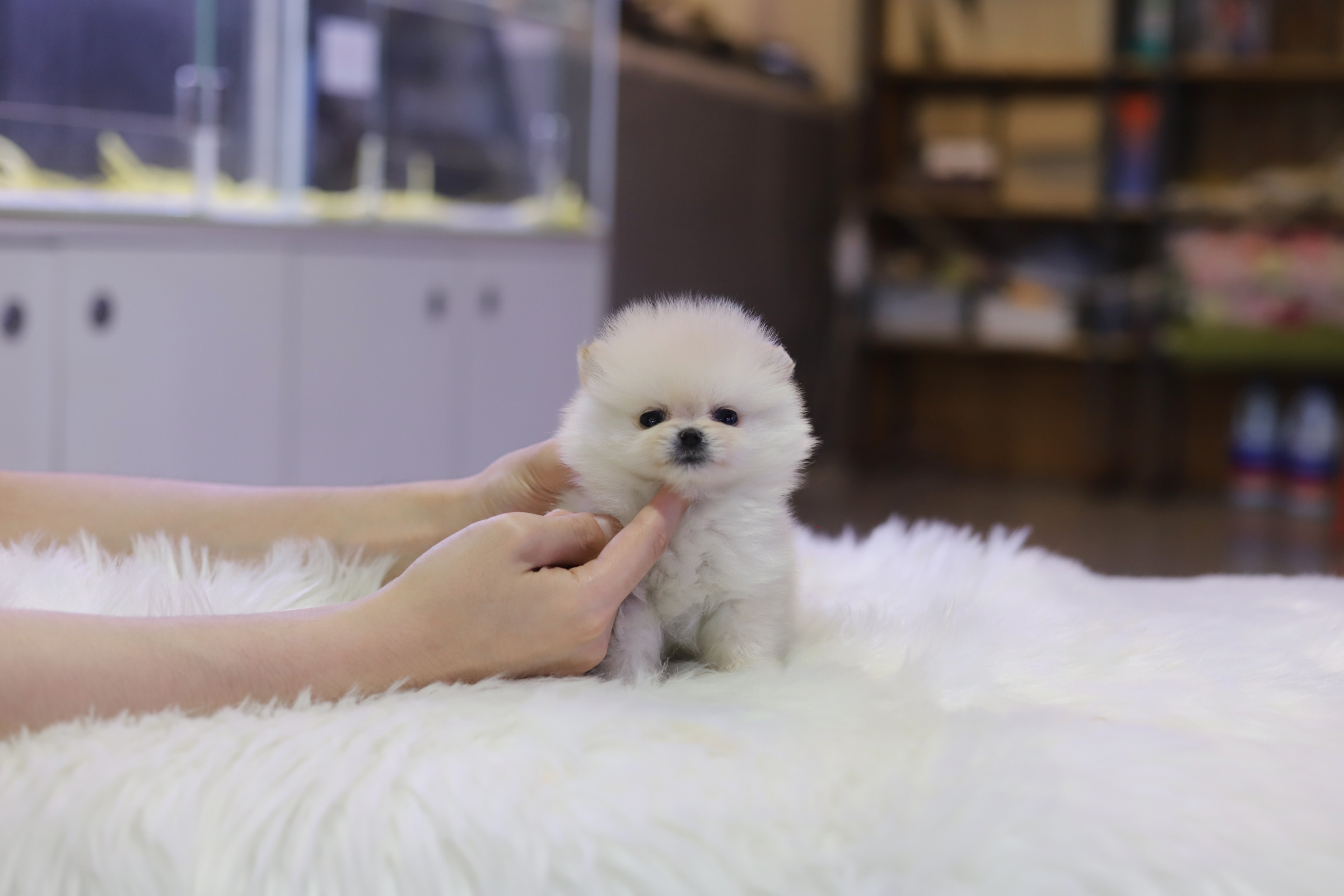 포메라니안