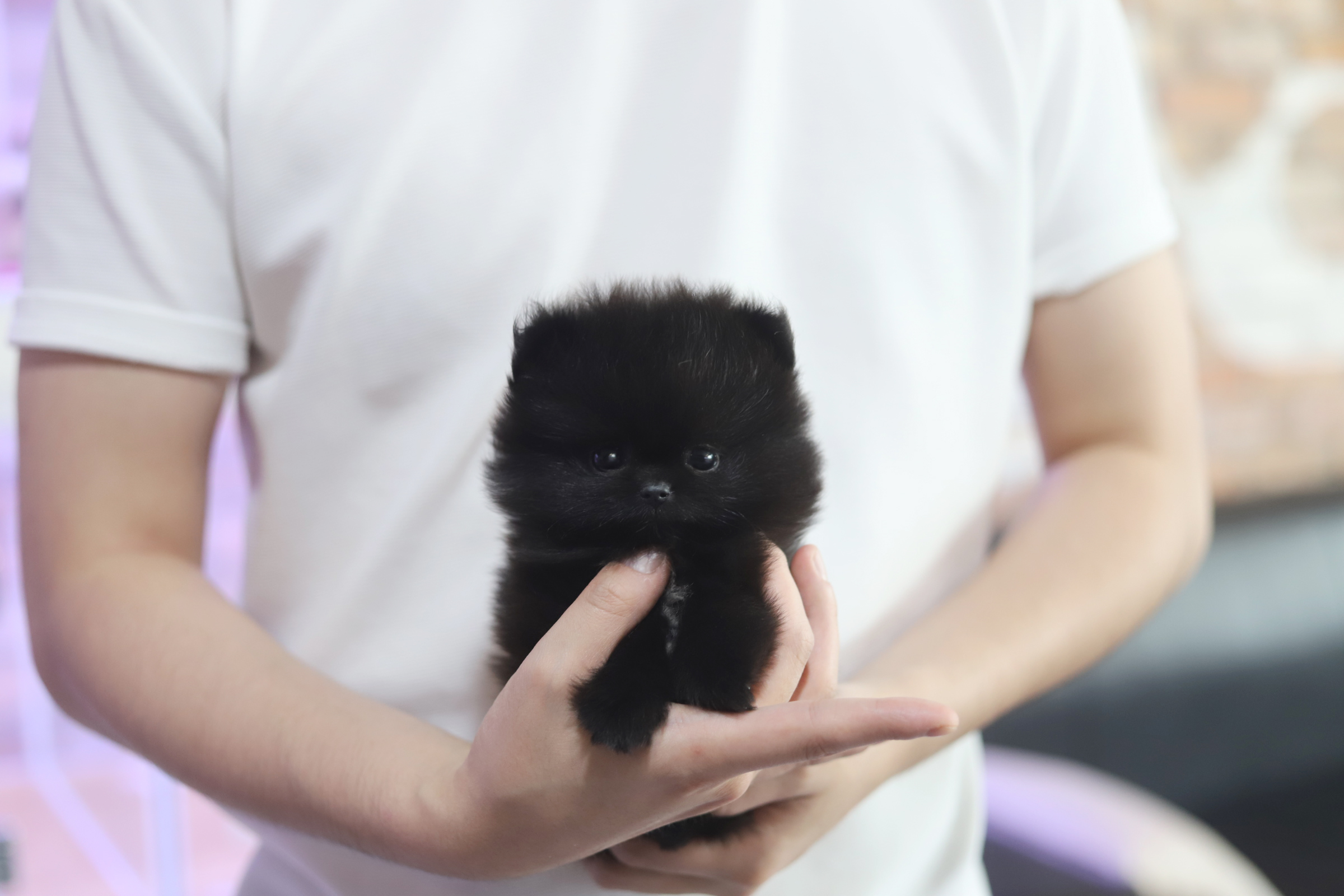 포메라니안