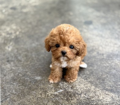 토이푸들