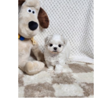 말티즈