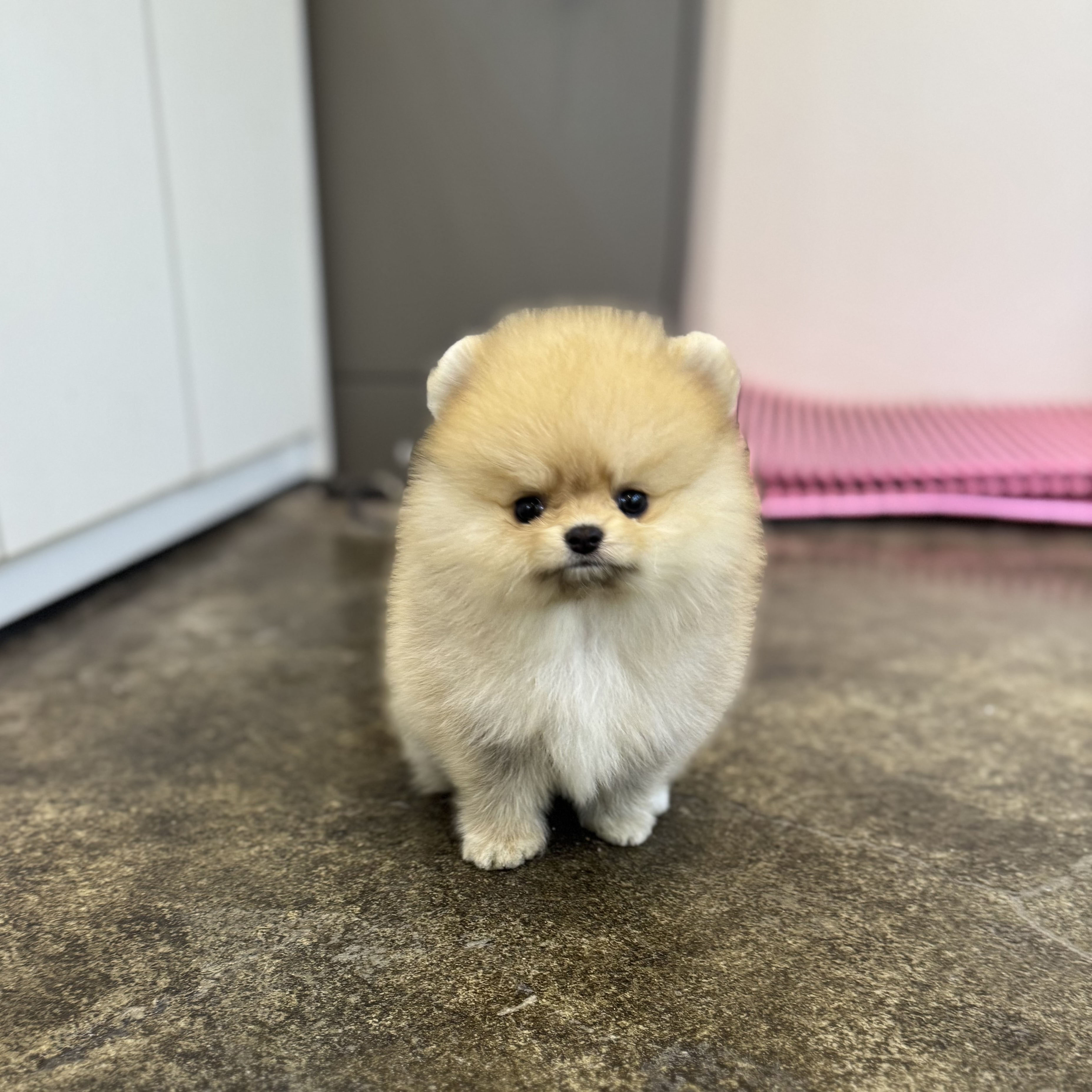 포메라니안