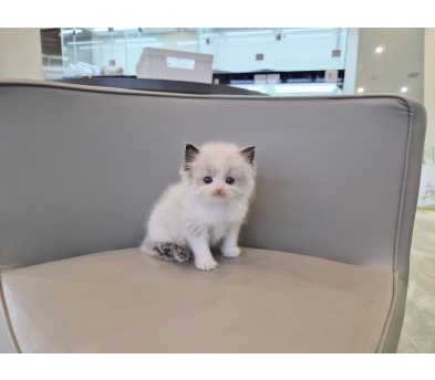 렉돌