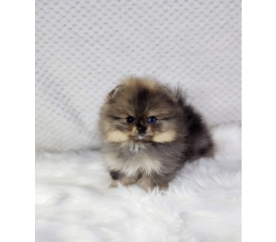 포메라니안