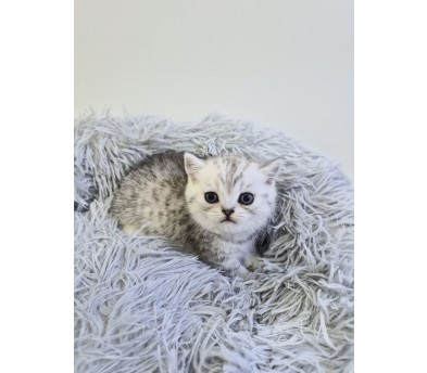먼치킨(분양완료)
