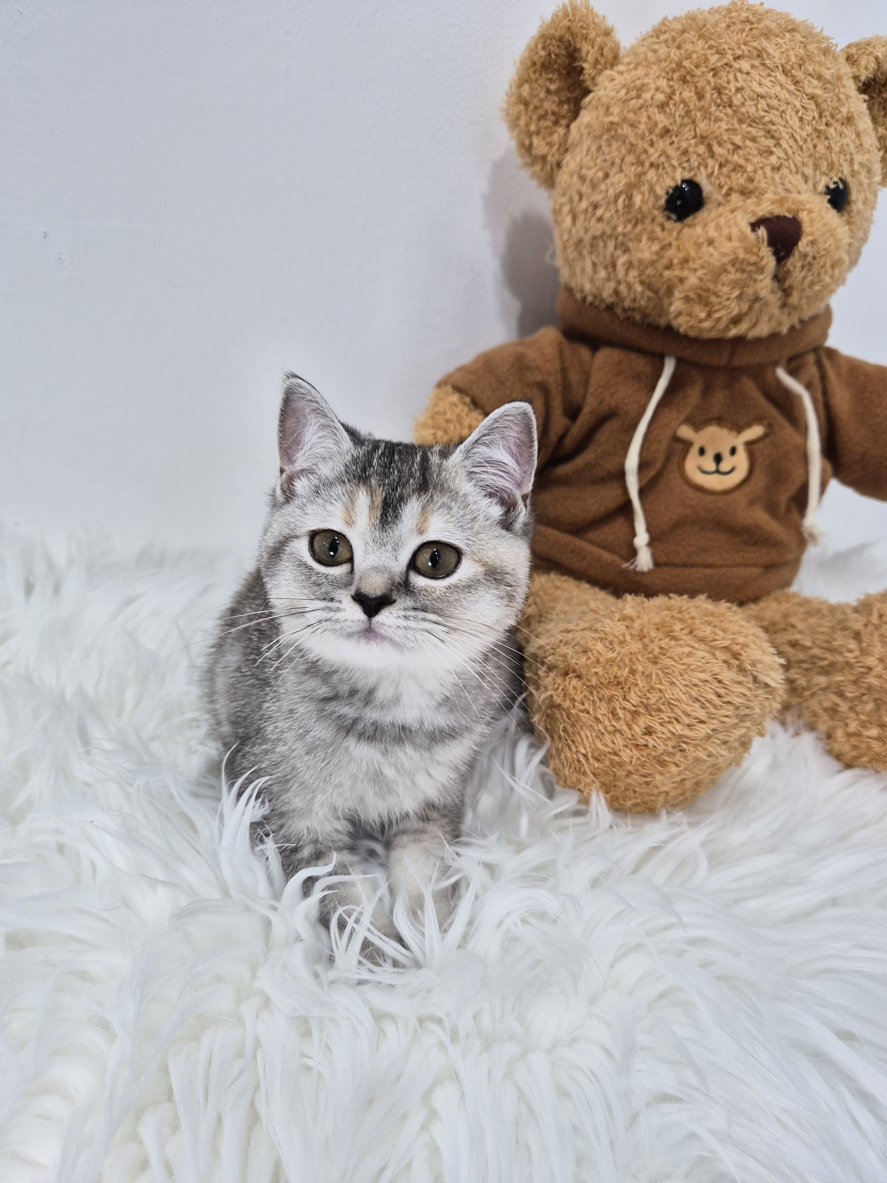 브리티쉬숏헤어(로나)(분양중)