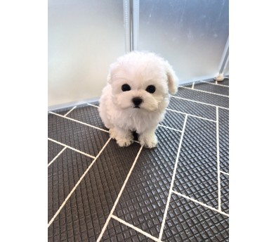 비숑프리제(앙꼬)(분양완료)
